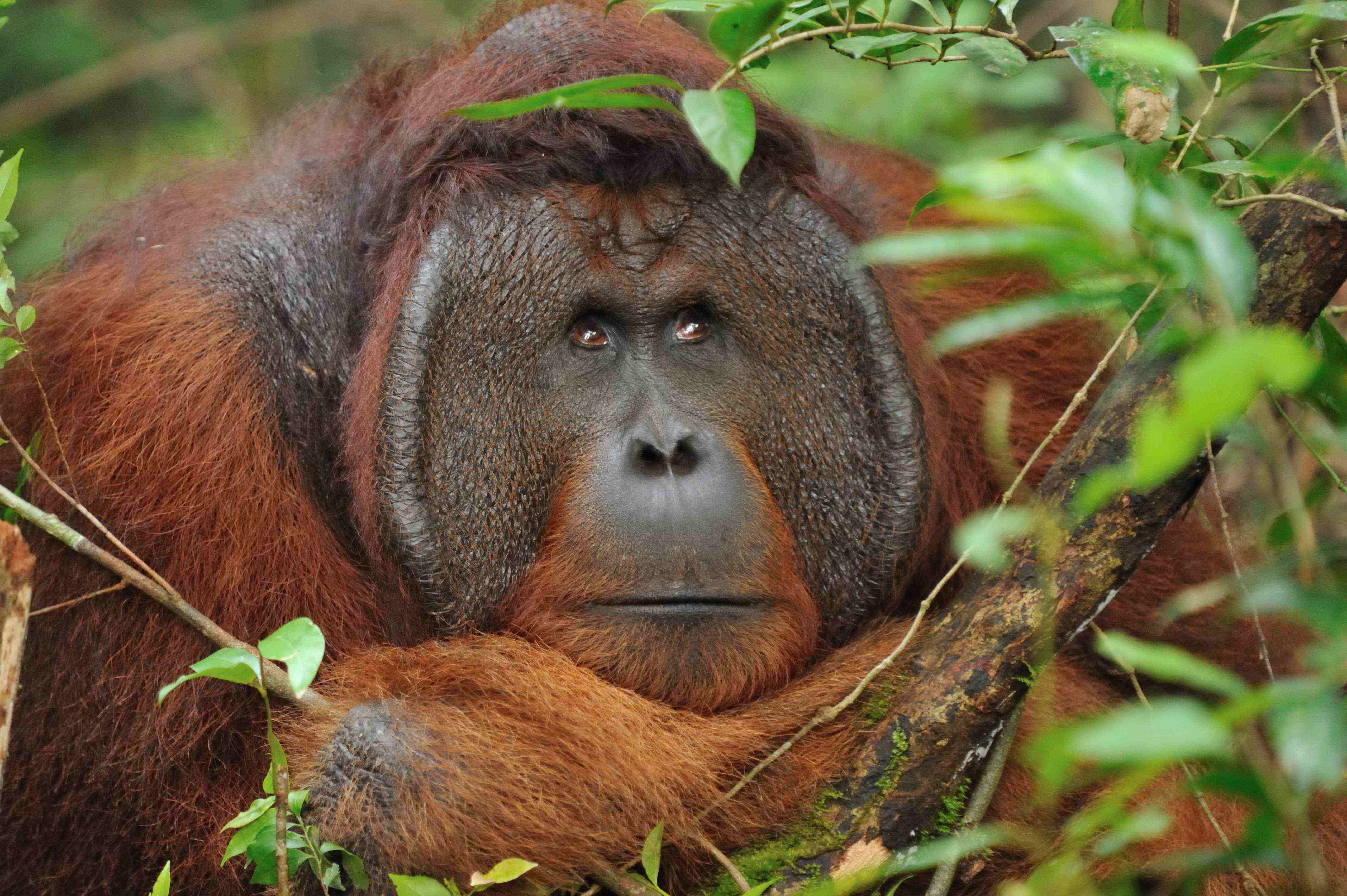 borneo tours, kalimantan trips, tanjung puting kalimantan, borneo jungle cruise, wild orangutan, wildlife, ape, tour, forest, trek, hike, trip, wildlife, safari, borneo, indonesia
