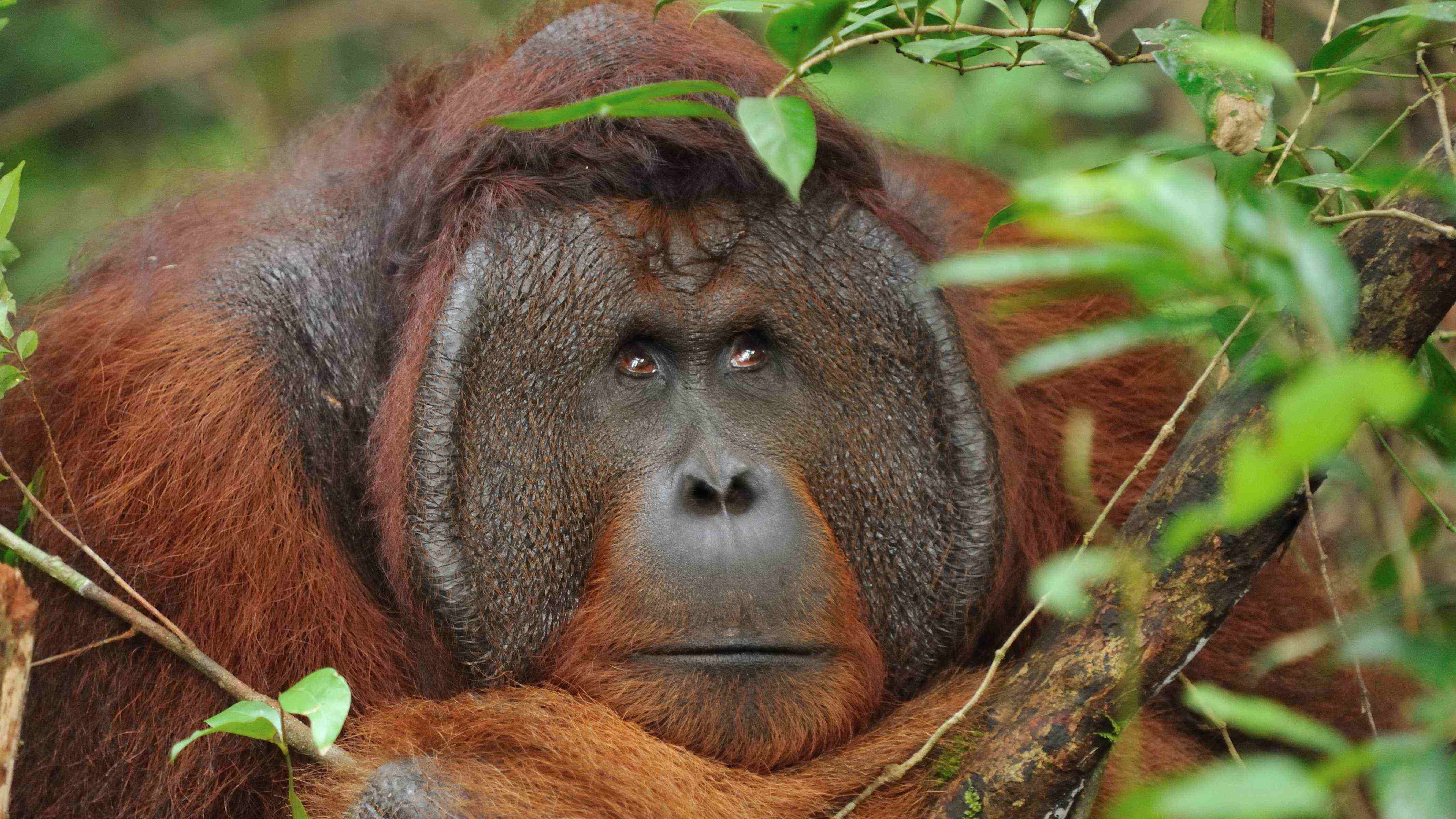 orangutan, orang hutan, wildlife, jungle, kalimantan, borneo, indonesia, guide, tour, trek, trip, travel, forest, rain forest, dayak