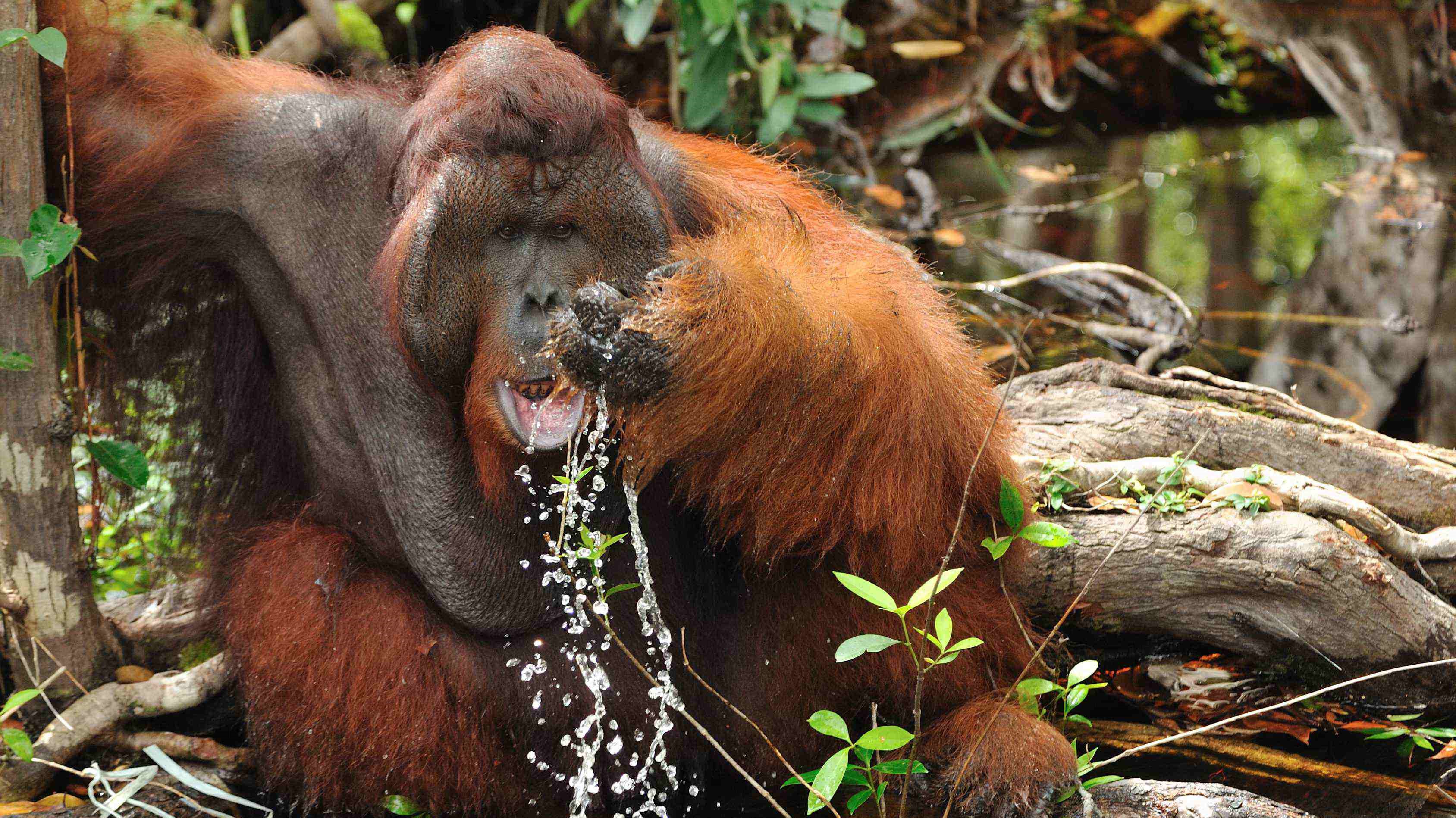 orangutan islands, wildlife, kalimantan, trip, tour, safari, borneo, indonesia, proboscis money, birds, guide