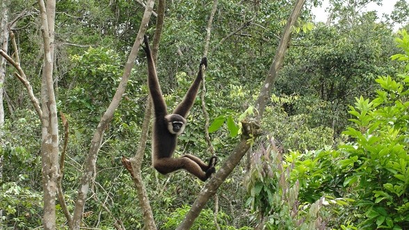 kalimantan tours, orangutan tours, trip, river cruise, jungle cruise, forest, jungle, orangutan, proboscis monkey, monkey, gibbon, ape, tour, forest, trek, hike, trip, wildlife, safari, borneo, indonesia