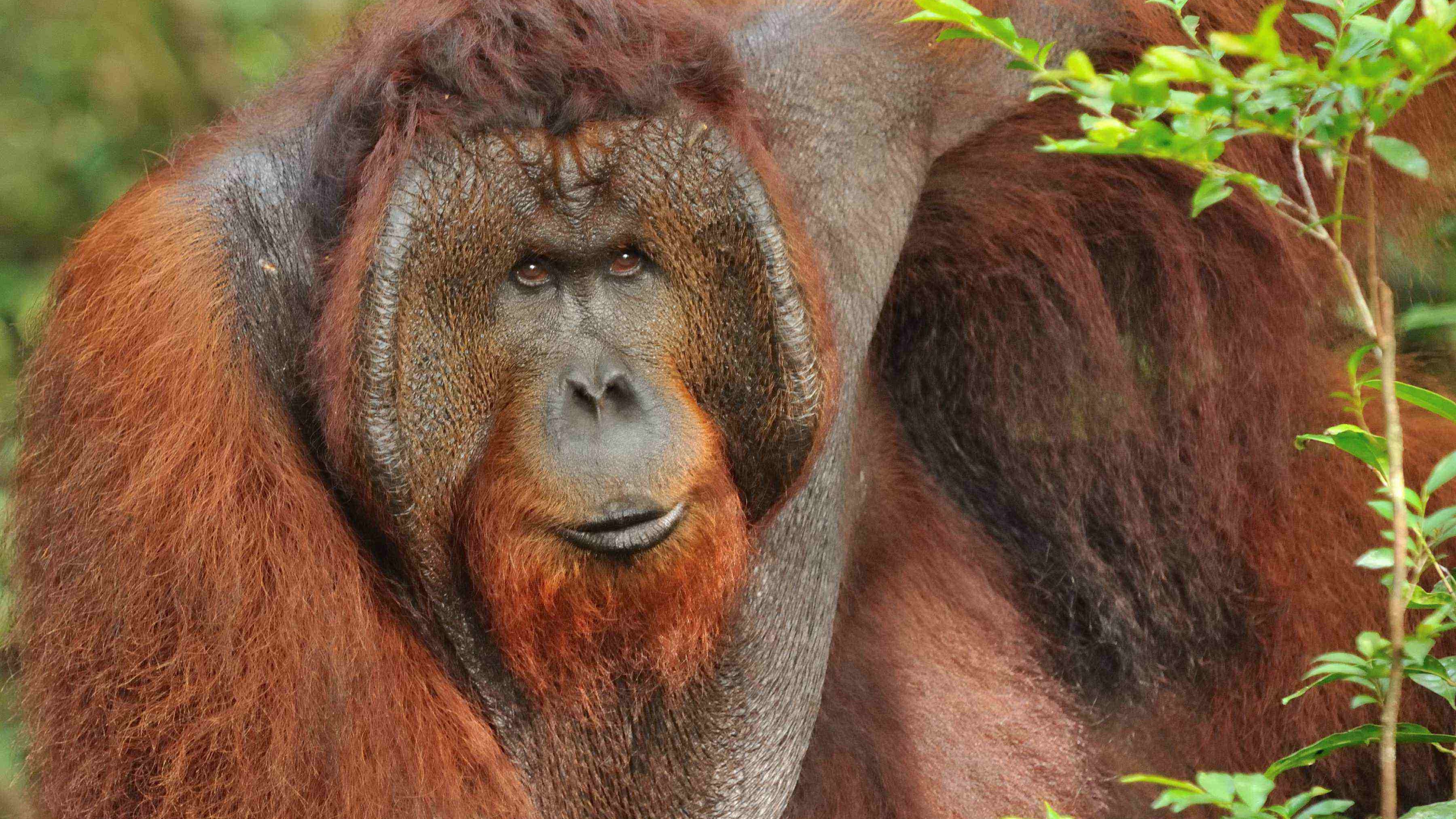 orangutan, wildlife, safari, trek, forest, gunung palung, jungle, trip, tour, hike, adventure
