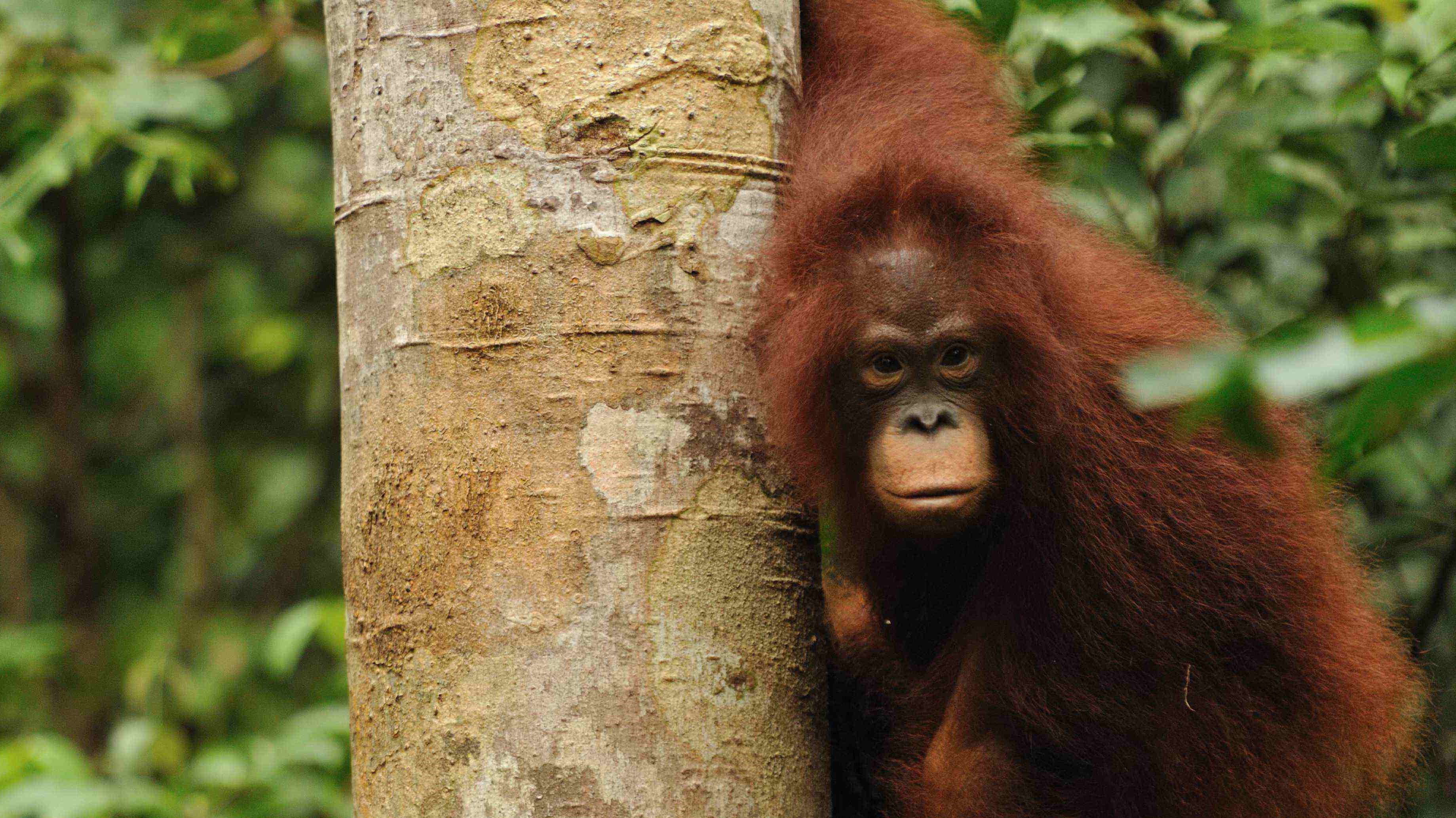 orangutan, tour, borneo, kalimantan, trip, journey, cruise, wildlife, jungle, forest, rain forest, travel, canoe, river, flora, fuana, guide, car, safari, indonesia