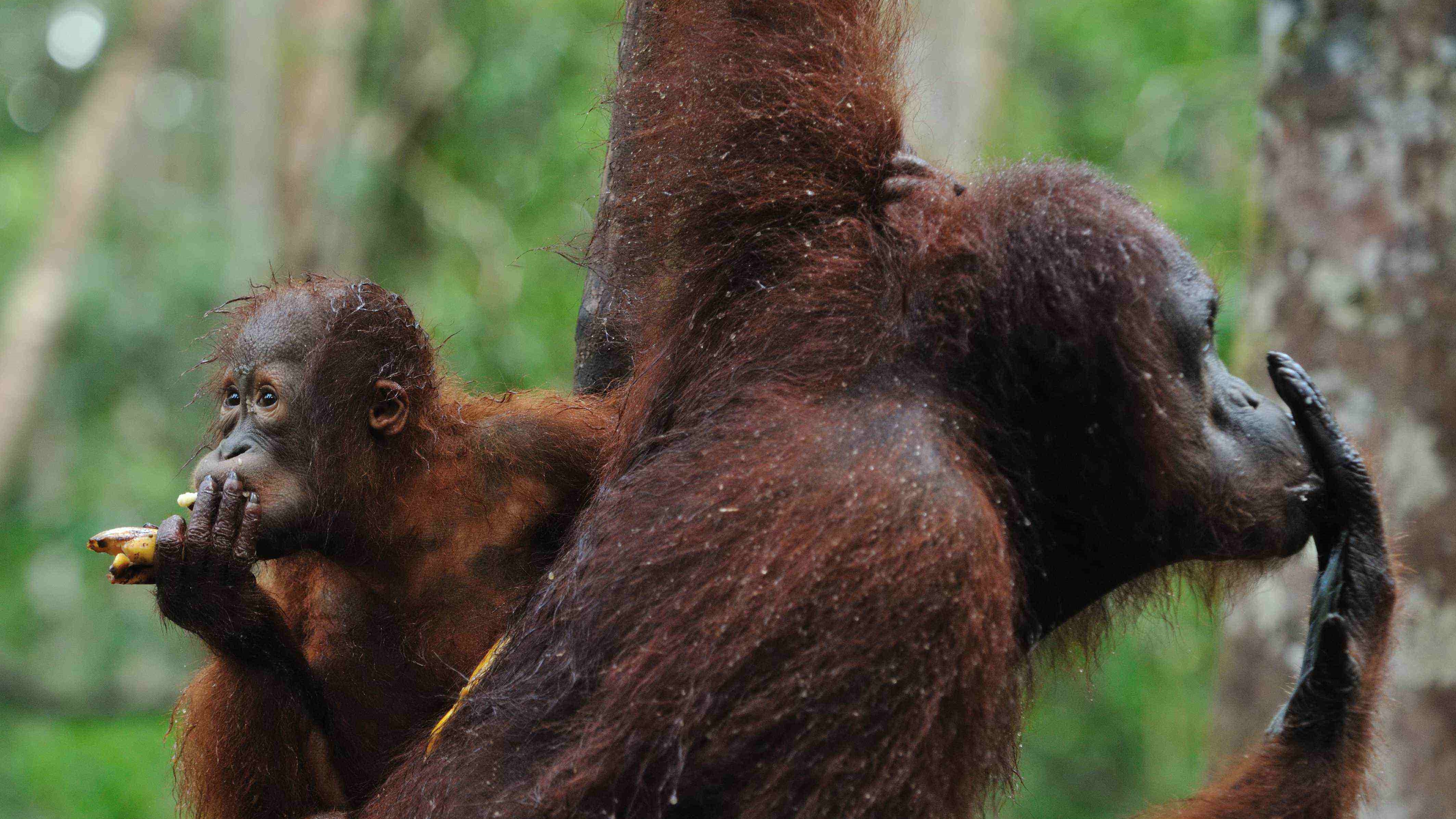 orangutan, kalimantan, borneo, indonesia, jungle, forest, trek, trip, tour, guide, expedition, wildlife, safari